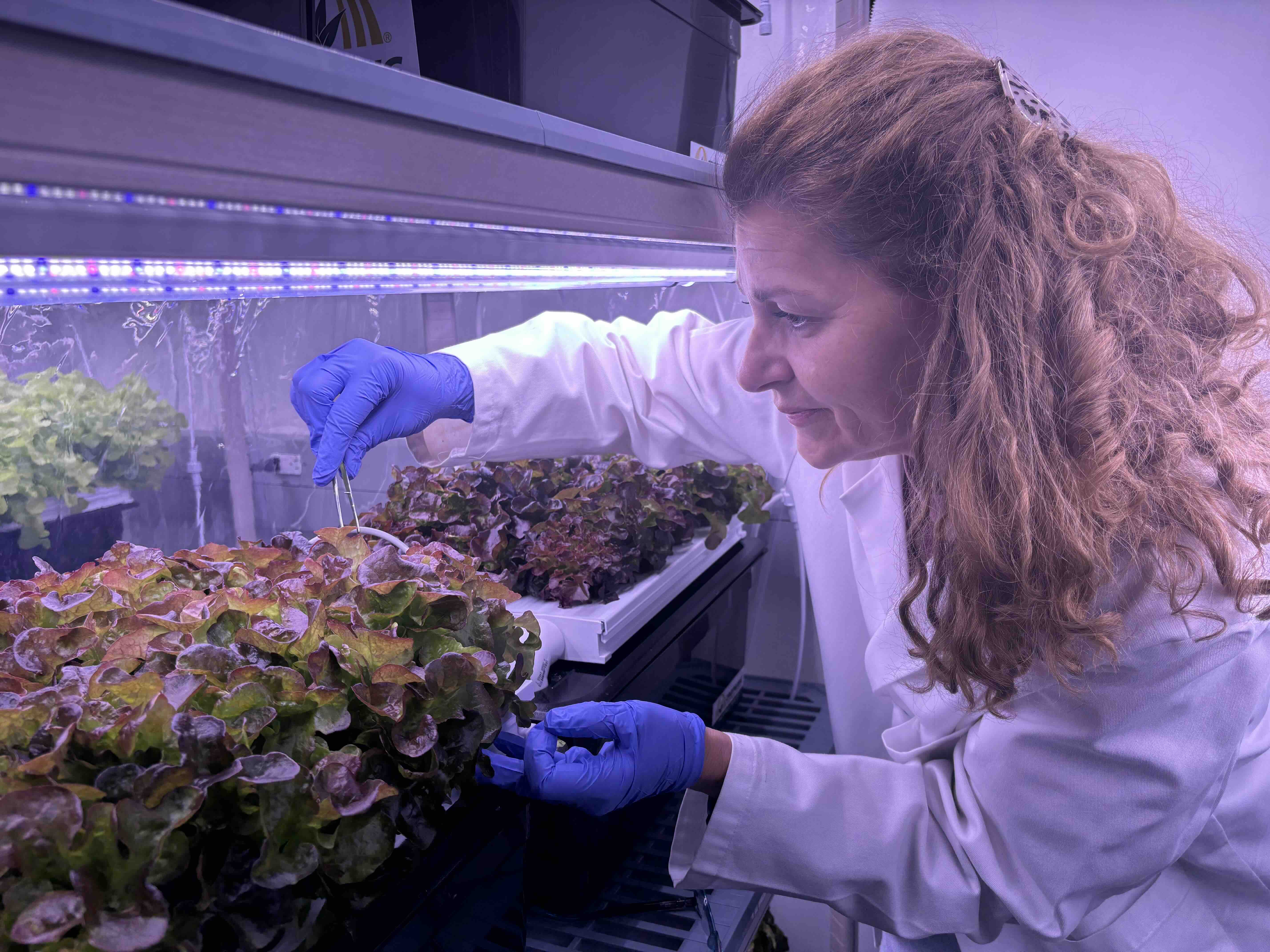 Professor in a lab working with plants