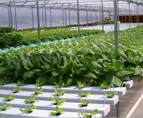 Leafy greens growing indoors at an Ohio State facility